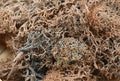 20g Artificial plant eternal life moss / Garden home decoration wall DIY Flower material Mini Garden Micro Landscape Accessories