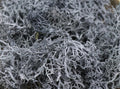 20g Artificial plant eternal life moss / Garden home decoration wall DIY Flower material Mini Garden Micro Landscape Accessories
