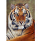 25 Pattern Animal 5D Diy Diamond Painting Cross Ctitch Kits  Wall Sticker Diamond art Mosaic Embroidery Painting New Year Gift