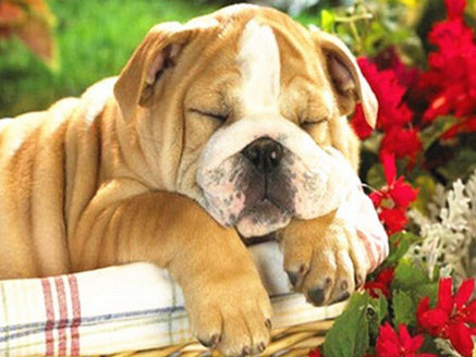 Evershine Full Square Diamond Painting Dog 5D DIY Animal Diamond Embroidery Cross Stitch Kit Handmade Gift Home Decoration