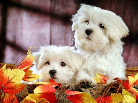 Evershine Full Square Diamond Painting Dog 5D DIY Animal Diamond Embroidery Cross Stitch Kit Handmade Gift Home Decoration