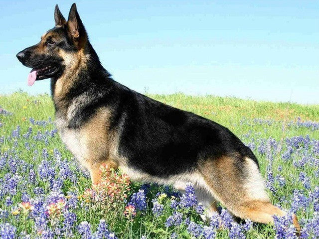 Evershine Full Square Diamond Painting Dog 5D DIY Animal Diamond Embroidery Cross Stitch Kit Handmade Gift Home Decoration