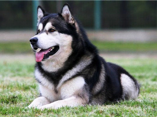 Evershine Full Square Diamond Painting Dog 5D DIY Animal Diamond Embroidery Cross Stitch Kit Handmade Gift Home Decoration