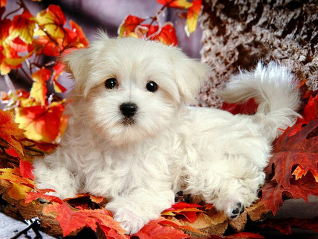 Evershine Full Square Diamond Painting Dog 5D DIY Animal Diamond Embroidery Cross Stitch Kit Handmade Gift Home Decoration