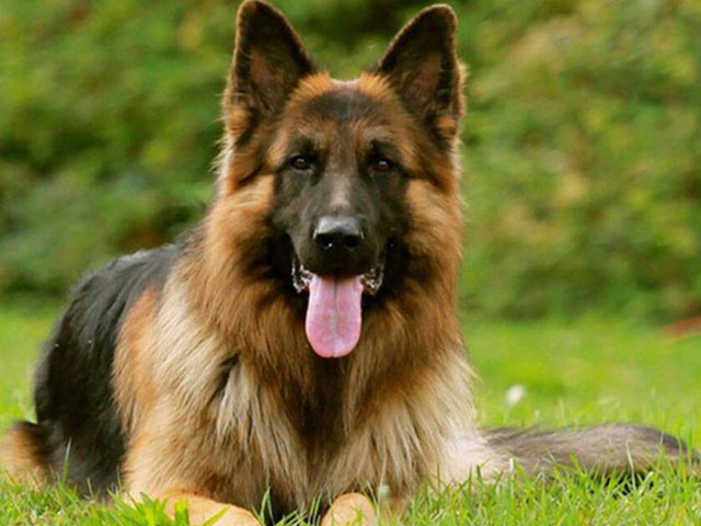 Evershine Full Square Diamond Painting Dog 5D DIY Animal Diamond Embroidery Cross Stitch Kit Handmade Gift Home Decoration