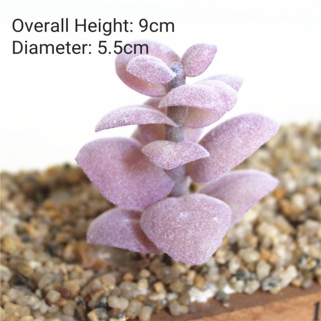 39Styles Purple Flocking Artificial Succulents Plants Home Garden Decoration DIY Plants Wall Flower Arrangement Fake Plants