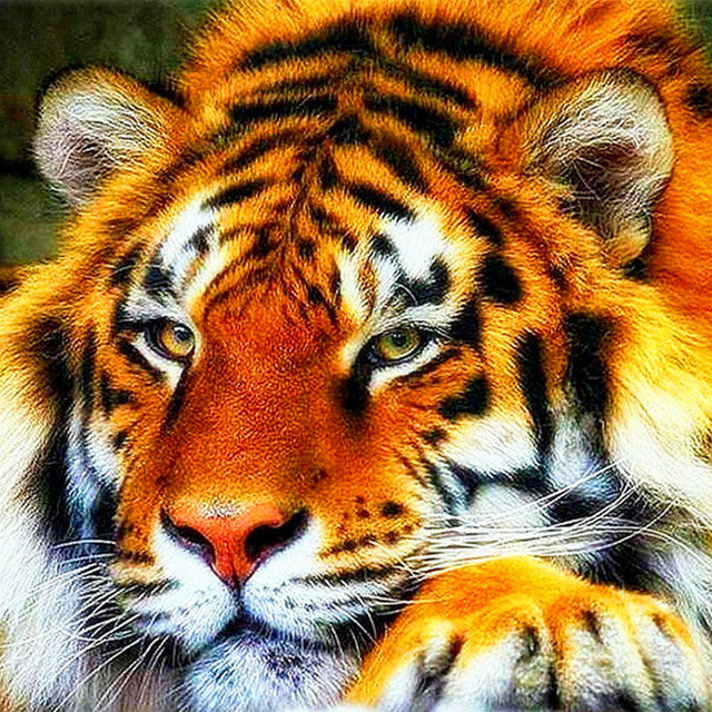 Full Round Diamond 5D diamond painting animal tiger fox diamond embroidery kit mosaic painting diy children gift