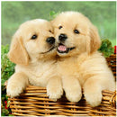 Full Round Diamond 5D diamond painting animal tiger fox diamond embroidery kit mosaic painting diy children gift