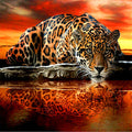 Full Round Diamond 5D diamond painting animal tiger fox diamond embroidery kit mosaic painting diy children gift