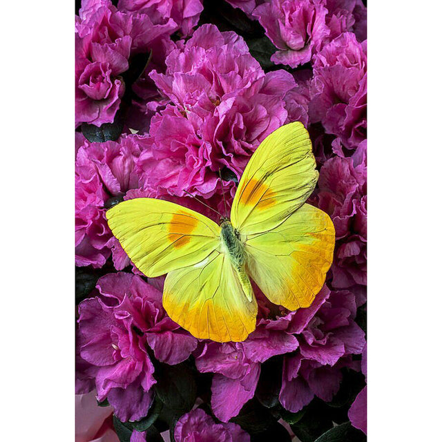 5D DIY Diamond Painting Butterfly Full Square/Round Drill Diamond Embroidery Animals Cross Stitch Rhinestone Mosaic Home Decor