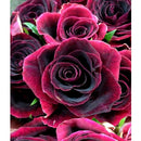 5D DIY Diamond Painting Flowers Rose Vase Cross Stitch Kit Full Round Drill Embroidery Mosaic Art of Rhinestones Home Decor Gift