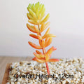 Green Artificial Succulents Plants Home Garden Bedroom Balcony Desktop Table Mini Bonsai Wedding Party Decoration Fake Plants