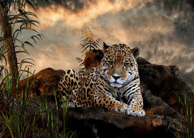 Diamond Painting 5D DIY Full Round Peacock Wolf Swan Diamond Embroidery Mosaic Animal Picture Cross Stitch Home Decoration Art