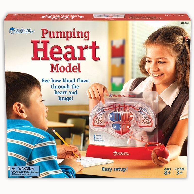 PUMPING HEART MODEL-Learning Materials-JadeMoghul Inc.