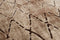 Rugs Brown Area Rugs - 63" x 84" x 0.43" Lt. Brown Polypropylene/Polyester Area Rug HomeRoots