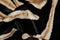 Rugs Cow Rug - 72" x 84" African Zebra, Cowhide - Rug HomeRoots