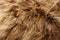 Rugs Cow Skin Rug - 48" x 72" x 2"" Fox Sheepskin Long-haired - Area Rug HomeRoots