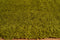 Rugs Green Area Rugs - 63" x 86" x 1.6" Green Polyester Area Rug HomeRoots