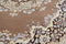 Rugs Hallway Runner Rug - 27" x 86" x 0.31" Ash Beige Polypropylene Runner Rug HomeRoots
