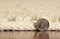 Rugs Jute Rug - 39" X 63" X 0.'5" Ivory Jute Rug HomeRoots