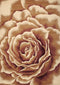 Rugs Rugs USA 3'3" x 4'11" Polypropylene Ivory Area Rug 3696 HomeRoots