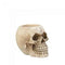 Seasonal Merchandise/Gifts Modern Living Room Decor Skull Pen Holder Koehler