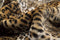 Throws Cute Throws - 50" x 70" Leopard Faux Hide Throw HomeRoots
