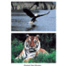 WILD ANIMAL POSTER SET SET OF 10-Learning Materials-JadeMoghul Inc.